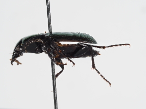  ( - ABOL-BioBlitz-2024-Szucsich-IC-0094)  @11 [ ] Unspecified (default): All Rights Reserved (2025) Naturhistorisches Museum Wien Unspecified