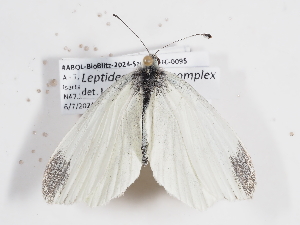  (Leptidea sinapis_complex - ABOL-BioBlitz-2024-Szucsich-IC-0095)  @11 [ ] Unspecified (default): All Rights Reserved (2025) Naturhistorisches Museum Wien Unspecified