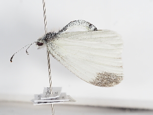  ( - ABOL-BioBlitz-2024-Szucsich-IC-0095)  @11 [ ] Unspecified (default): All Rights Reserved (2025) Naturhistorisches Museum Wien Unspecified