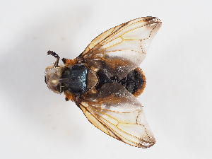  ( - ABOL-BioBlitz-2024-Szucsich-Kar-0002)  @11 [ ] Unspecified (default): All Rights Reserved (2025) Naturhistorisches Museum Wien Unspecified