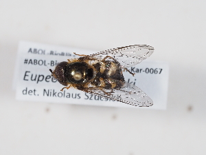  ( - ABOL-BioBlitz-2024-Szucsich-Kar-0067)  @11 [ ] Unspecified (default): All Rights Reserved (2025) Naturhistorisches Museum Wien Unspecified