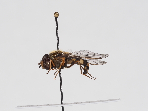  ( - ABOL-BioBlitz-2024-Szucsich-Kar-0067)  @11 [ ] Unspecified (default): All Rights Reserved (2025) Naturhistorisches Museum Wien Unspecified