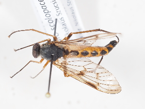  ( - ABOL-BioBlitz-2024-Szucsich-Nock-0025)  @11 [ ] Unspecified (default): All Rights Reserved (2025) Naturhistorisches Museum Wien Unspecified