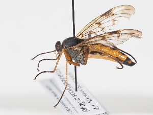  ( - ABOL-BioBlitz-2024-Szucsich-Nock-0025)  @11 [ ] Unspecified (default): All Rights Reserved (2025) Naturhistorisches Museum Wien Unspecified