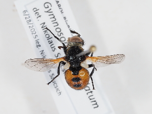  ( - ABOL-BioBlitz-2025-Szucsich-IC-0014)  @11 [ ] Unspecified (default): All Rights Reserved (2025) Naturhistorisches Museum Wien Unspecified