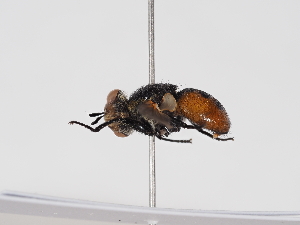  ( - ABOL-BioBlitz-2025-Szucsich-IC-0014)  @11 [ ] Unspecified (default): All Rights Reserved (2025) Naturhistorisches Museum Wien Unspecified