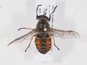  (Tabanus tergestinus - ABOL-BioBlitz-2025-Szucsich-IC-0022)  @11 [ ] Unspecified (default): All Rights Reserved (2025) Naturhistorisches Museum Wien Unspecified