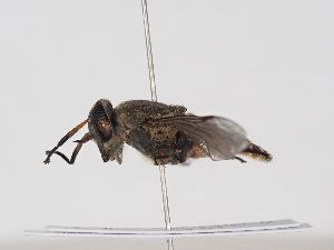  ( - ABOL-BioBlitz-2025-Szucsich-IC-0022)  @11 [ ] Unspecified (default): All Rights Reserved (2025) Naturhistorisches Museum Wien Unspecified