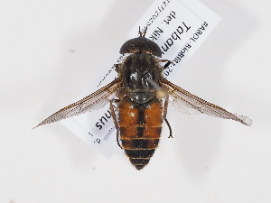  ( - ABOL-BioBlitz-2025-Szucsich-IC-0023)  @11 [ ] Unspecified (default): All Rights Reserved (2025) Naturhistorisches Museum Wien Unspecified