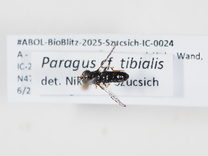  ( - ABOL-BioBlitz-2025-Szucsich-IC-0024)  @11 [ ] Unspecified (default): All Rights Reserved (2025) Naturhistorisches Museum Wien Unspecified