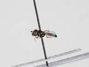  ( - ABOL-BioBlitz-2025-Szucsich-IC-0024)  @11 [ ] Unspecified (default): All Rights Reserved (2025) Naturhistorisches Museum Wien Unspecified