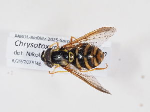  ( - ABOL-BioBlitz-2025-Szucsich-IC-0027)  @11 [ ] Unspecified (default): All Rights Reserved (2025) Naturhistorisches Museum Wien Unspecified