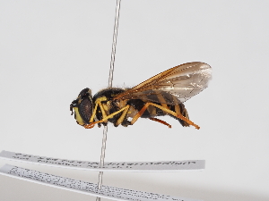  ( - ABOL-BioBlitz-2025-Szucsich-IC-0027)  @11 [ ] Unspecified (default): All Rights Reserved (2025) Naturhistorisches Museum Wien Unspecified