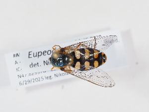  ( - ABOL-BioBlitz-2025-Szucsich-IC-0028)  @11 [ ] Unspecified (default): All Rights Reserved (2025) Naturhistorisches Museum Wien Unspecified