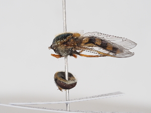  ( - ABOL-BioBlitz-2025-Szucsich-IC-0028)  @11 [ ] Unspecified (default): All Rights Reserved (2025) Naturhistorisches Museum Wien Unspecified