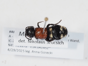  ( - ABOL-BioBlitz-2025-Szucsich-IC-0030)  @11 [ ] Unspecified (default): All Rights Reserved (2025) Naturhistorisches Museum Wien Unspecified