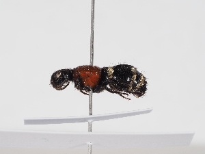  ( - ABOL-BioBlitz-2025-Szucsich-IC-0030)  @11 [ ] Unspecified (default): All Rights Reserved (2025) Naturhistorisches Museum Wien Unspecified