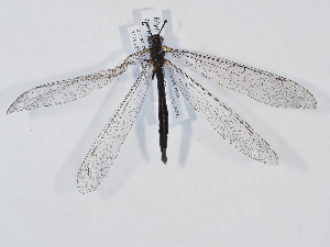  ( - ABOL-BioBlitz-2025-Szucsich-IC-0034)  @11 [ ] Unspecified (default): All Rights Reserved (2025) Naturhistorisches Museum Wien Unspecified