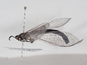  ( - ABOL-BioBlitz-2025-Szucsich-IC-0034)  @11 [ ] Unspecified (default): All Rights Reserved (2025) Naturhistorisches Museum Wien Unspecified