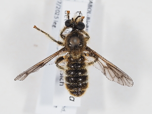  ( - ABOL-BioBlitz-2025-Szucsich-IC-0035)  @11 [ ] Unspecified (default): All Rights Reserved (2025) Naturhistorisches Museum Wien Unspecified