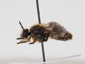  ( - ABOL-BioBlitz-2025-Szucsich-IC-0035)  @11 [ ] Unspecified (default): All Rights Reserved (2025) Naturhistorisches Museum Wien Unspecified