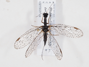  ( - ABOL-BioBlitz-2025-Szucsich-IC-0037)  @11 [ ] Unspecified (default): All Rights Reserved (2025) Naturhistorisches Museum Wien Unspecified