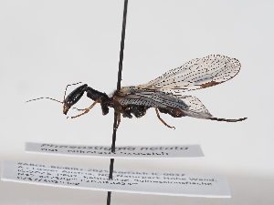  ( - ABOL-BioBlitz-2025-Szucsich-IC-0037)  @11 [ ] Unspecified (default): All Rights Reserved (2025) Naturhistorisches Museum Wien Unspecified