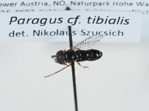  ( - ABOL-BioBlitz-2025-Szucsich-IC-0039)  @11 [ ] Unspecified (default): All Rights Reserved (2025) Naturhistorisches Museum Wien Unspecified