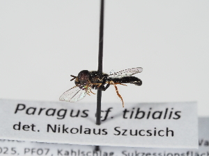  ( - ABOL-BioBlitz-2025-Szucsich-IC-0039)  @11 [ ] Unspecified (default): All Rights Reserved (2025) Naturhistorisches Museum Wien Unspecified