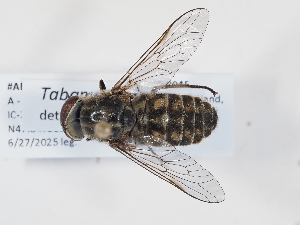  ( - ABOL-BioBlitz-2025-Szucsich-IC-0045)  @11 [ ] Unspecified (default): All Rights Reserved (2025) Naturhistorisches Museum Wien Unspecified