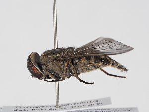  ( - ABOL-BioBlitz-2025-Szucsich-IC-0045)  @11 [ ] Unspecified (default): All Rights Reserved (2025) Naturhistorisches Museum Wien Unspecified