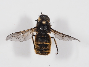  ( - ABOL-BioBlitz-2024-Szucsich-IC-0001)  @11 [ ] Unspecified (default): All Rights Reserved (2024) Natural history museum Vienna Natural history museum Vienna