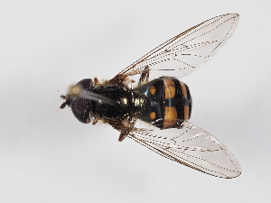  ( - ABOL-BioBlitz-2024-Szucsich-IC-0012)  @11 [ ] Unspecified (default): All Rights Reserved (2024) Natural history museum Vienna Natural history museum Vienna