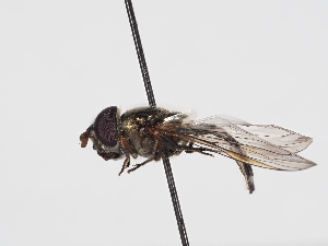  ( - ABOL-BioBlitz-2024-Szucsich-IC-0012)  @11 [ ] Unspecified (default): All Rights Reserved (2024) Natural history museum Vienna Natural history museum Vienna