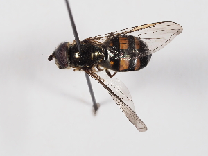  ( - ABOL-BioBlitz-2024-Szucsich-IC-0013)  @11 [ ] Unspecified (default): All Rights Reserved (2024) Natural history museum Vienna Natural history museum Vienna