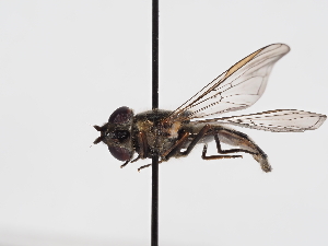  ( - ABOL-BioBlitz-2024-Szucsich-IC-0013)  @11 [ ] Unspecified (default): All Rights Reserved (2024) Natural history museum Vienna Natural history museum Vienna