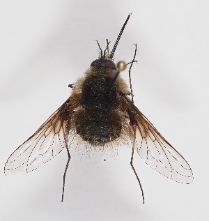  ( - ABOL-BioBlitz-2024-Szucsich-IC-0028)  @11 [ ] Unspecified (default): All Rights Reserved (2024) Natural history museum Vienna Natural history museum Vienna