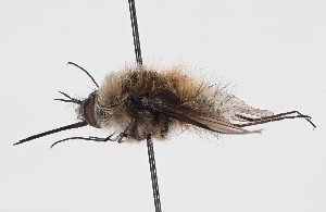  ( - ABOL-BioBlitz-2024-Szucsich-IC-0028)  @11 [ ] Unspecified (default): All Rights Reserved (2024) Natural history museum Vienna Natural history museum Vienna