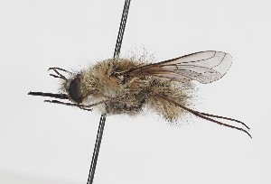  ( - ABOL-BioBlitz-2024-Szucsich-IC-0047)  @11 [ ] Unspecified (default): All Rights Reserved (2024) Natural history museum Vienna Natural history museum Vienna
