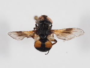  ( - ABOL-BioBlitz-2024-Szucsich-IC-0079)  @11 [ ] CC-BY (2024) Naturhistorisches Museum Wien Naturhistorisches Museum Wien