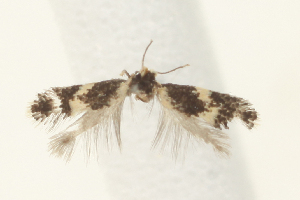  ( - ABOL-BioBlitz 2021 21-0376)  @11 [ ] CC NC BY (2021) Buchner P. private