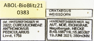  ( - ABOL-BioBlitz21-0383)  @11 [ ] Unspecified (default): All Rights Reserved (2024) Werner Hinterstoisser Unspecified