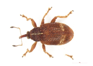  ( - ABOL-BioBlitz21-0383)  @11 [ ] Unspecified (default): All Rights Reserved (2024) Werner Hinterstoisser Unspecified