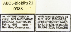  ( - ABOL-BioBlitz21-0388)  @11 [ ] Unspecified (default): All Rights Reserved (2024) Werner Hinterstoisser Unspecified