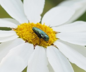  ( - ABOL-BioBlitz23-0244)  @11 [ ] CC BY (2023) L. Timaeus private