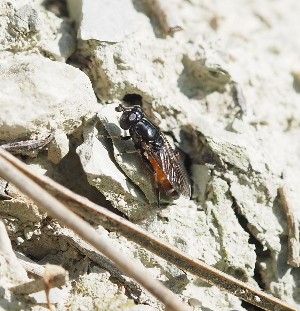  (Eumerus grandis - ABOL-BioBlitz23-0249)  @11 [ ] CC BY (2023) L. Timaeus private