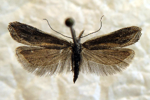  ( - ABOL-BioBlitz23-0574)  @11 [ ] CC BY (2023) T. Rupp private