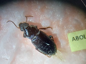  ( - ABOL-BioBlitz23-0051)  @11 [ ] CC BY (2023) D. Rabl private