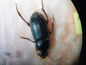  ( - ABOL-BioBlitz23-0054)  @11 [ ] CC BY (2023) D. Rabl private