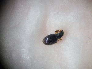  (Brachysomus villosulus - ABOL-BioBlitz23-0088)  @11 [ ] CC BY (2023) D. Rabl private